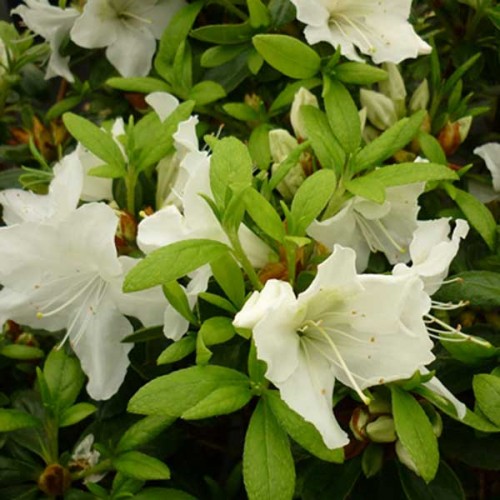 Azalea Pleasant White Dwarf Rhododendron | ScotPlants Direct